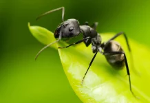 Furnici: minuni ale Naturii capabile de lucruri impresionante
