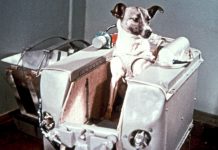 Laika, odiseea spatiala a unui caine astronaut devenit legenda